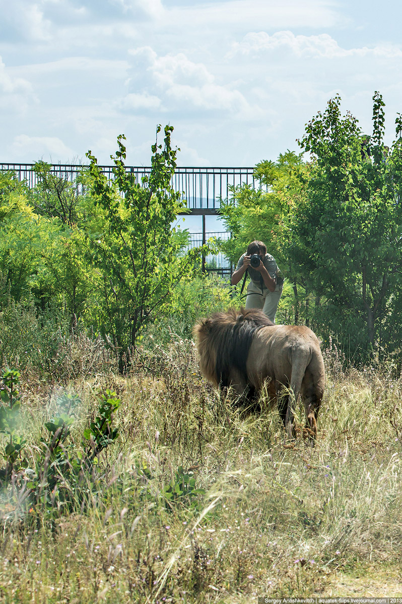 Парк львов в Крыму Парк львов в Крыму