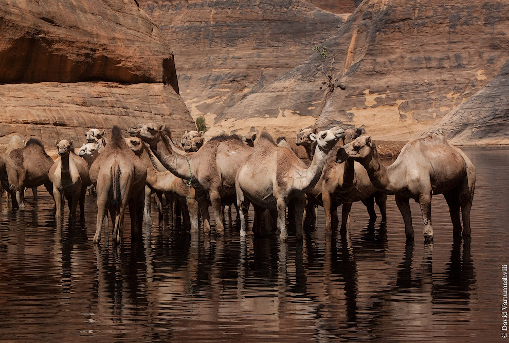 Гельта д’Аршей в пустыне Сахара