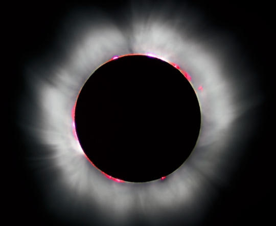 Превосходные примеры симметрии в природе