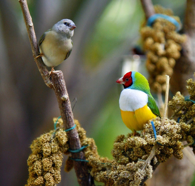 Гульдова амадина – одна из самых ярких и красивых птиц