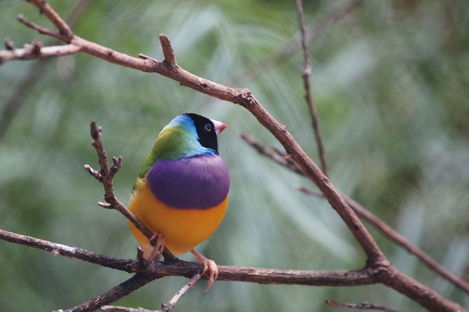 Гульдова амадина – одна из самых ярких и красивых птиц