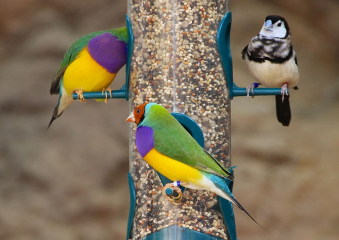 Гульдова амадина – одна из самых ярких и красивых птиц