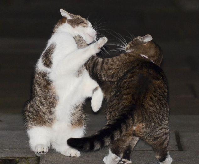 Разборки в Великобритании (4 фото) Разборки в Великобритании (4 фото)