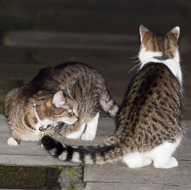 Разборки в Великобритании (4 фото) Разборки в Великобритании (4 фото)