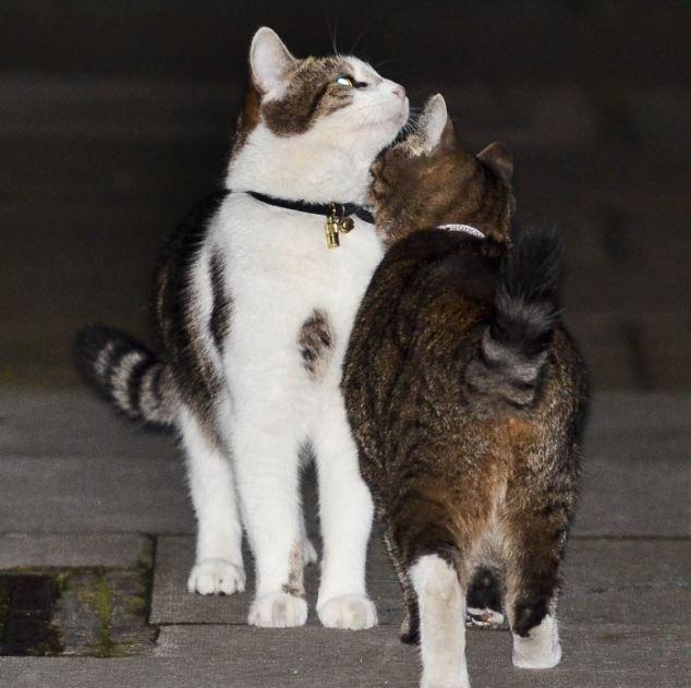 Разборки в Великобритании (4 фото) Разборки в Великобритании (4 фото)