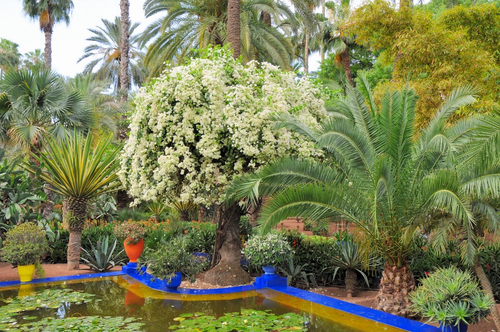 Сад Мажореля: гармония флоры, моды и искусства (11 фото)