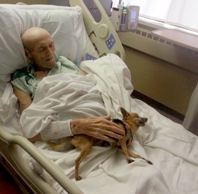 Любимая чихуахуа вернула к жизни умирающего хозяина (4 фото) Любимая чихуахуа вернула к жизни умирающего хозяина (4 фото)