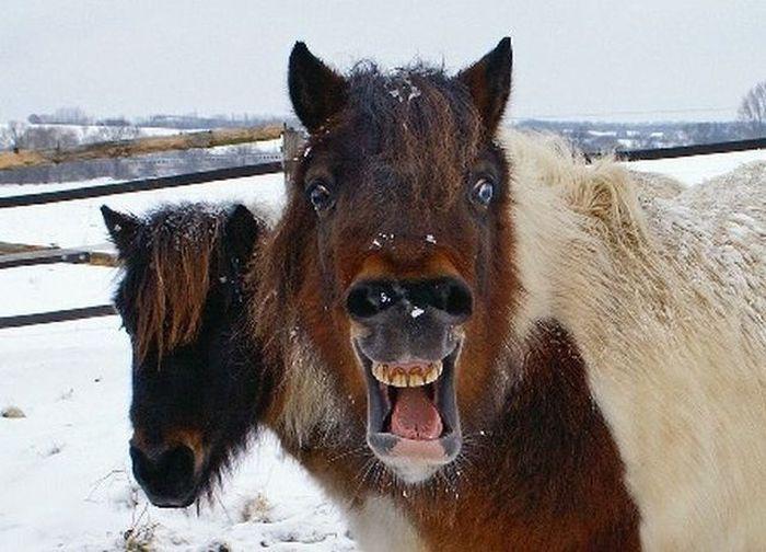 Прикольные картинки