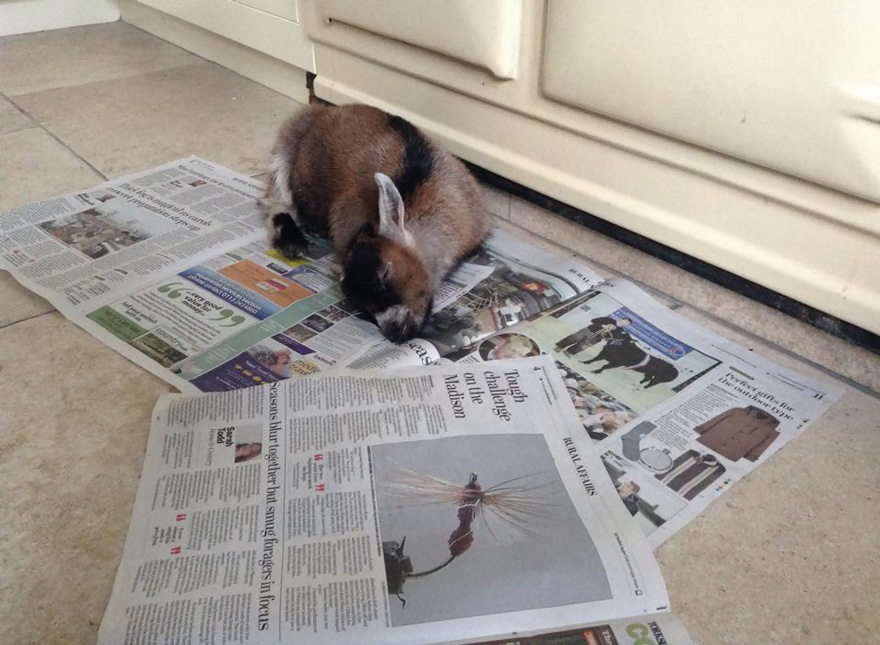 Милый домашний козлик