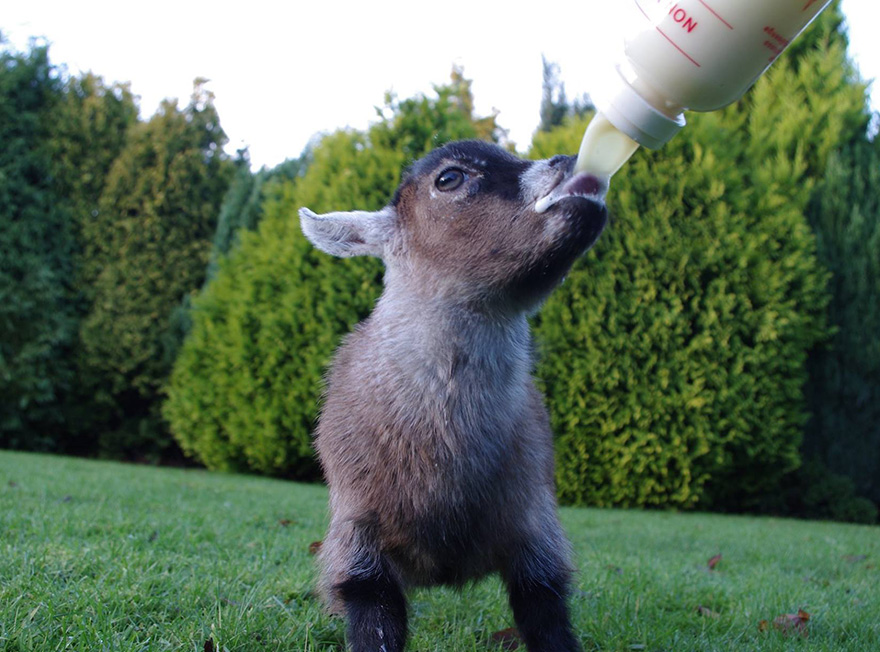 Милый домашний козлик