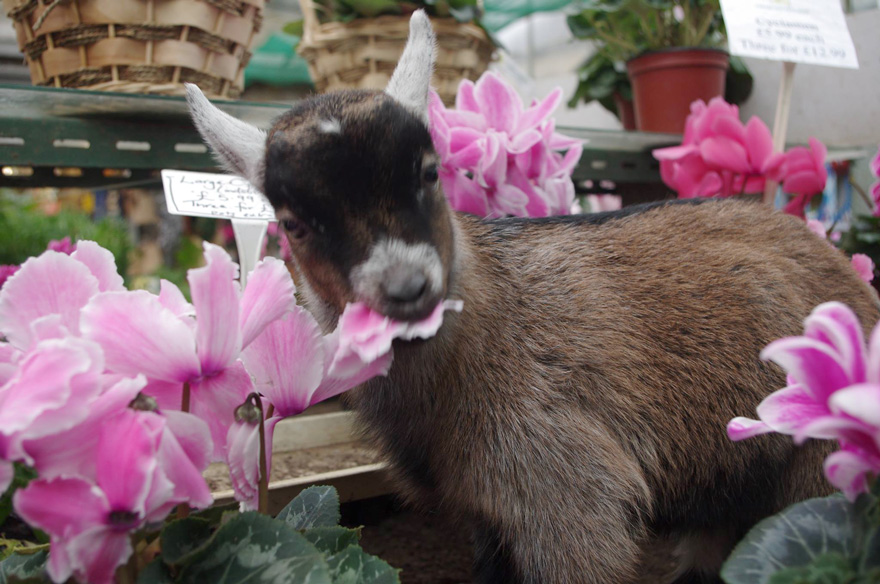 Милый домашний козлик