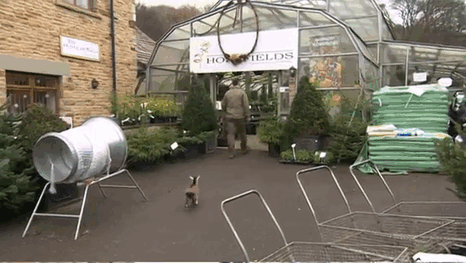 Милый домашний козлик