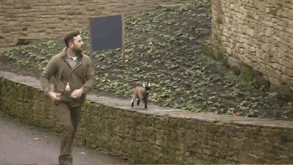 Милый домашний козлик