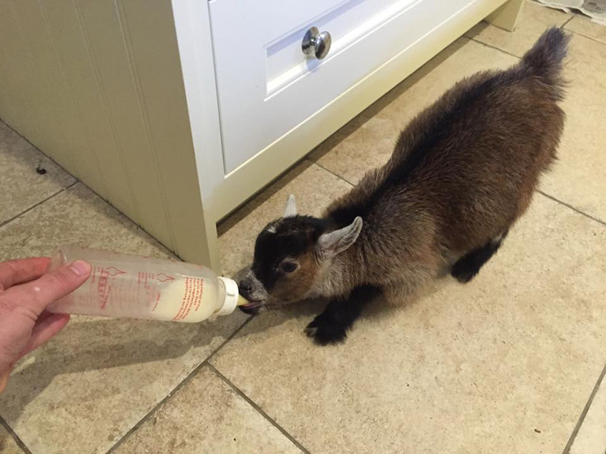 Милый домашний козлик