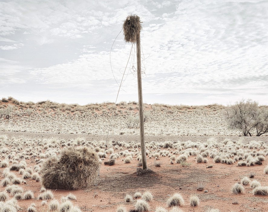 Гнезда на телефонных столбах