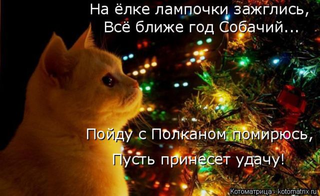 Лучшие котоматрицы недели