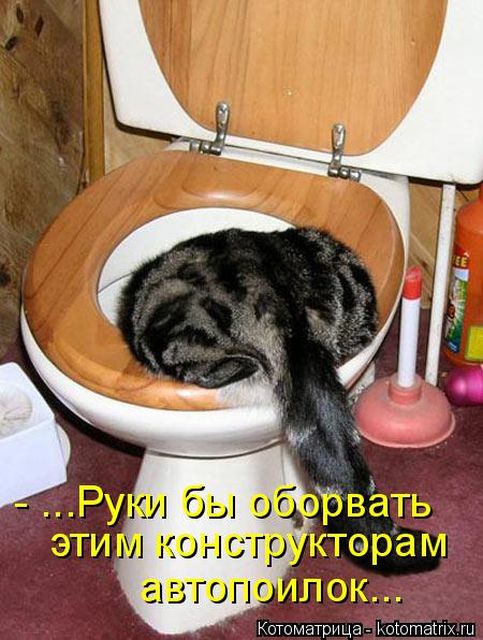 Лучшие котоматрицы недели