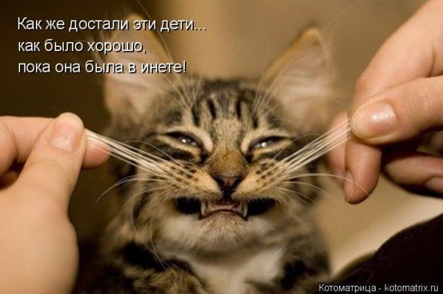 Лучшие котоматрицы недели