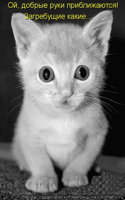 Лучшие котоматрицы недели