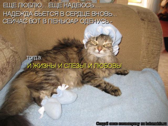 Лучшие котоматрицы недели