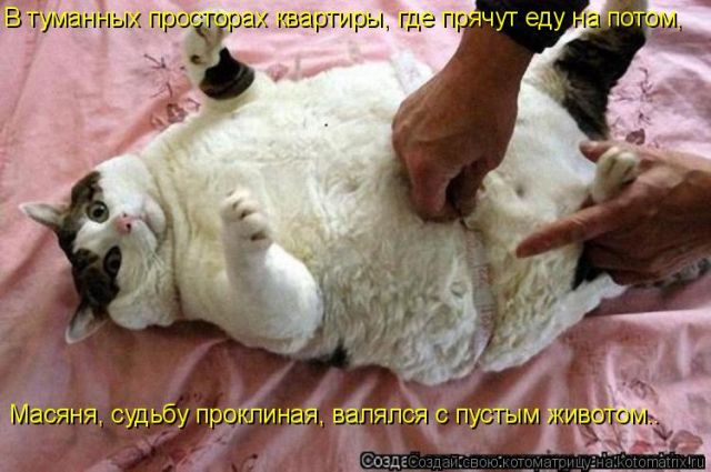 Лучшие котоматрицы недели