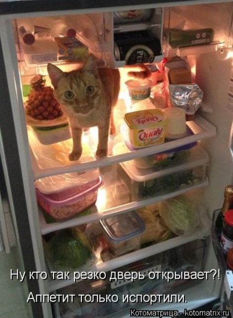 Лучшие котоматрицы недели