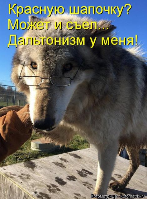 Лучшие котоматрицы недели