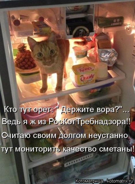 Лучшие котоматрицы недели