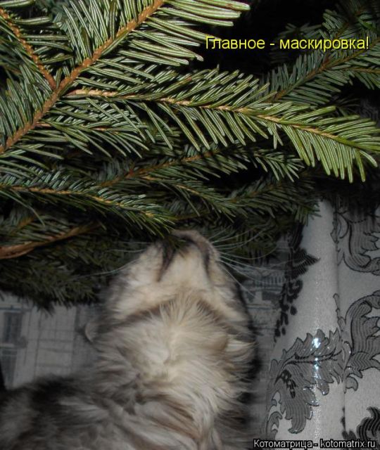 Лучшие котоматрицы недели