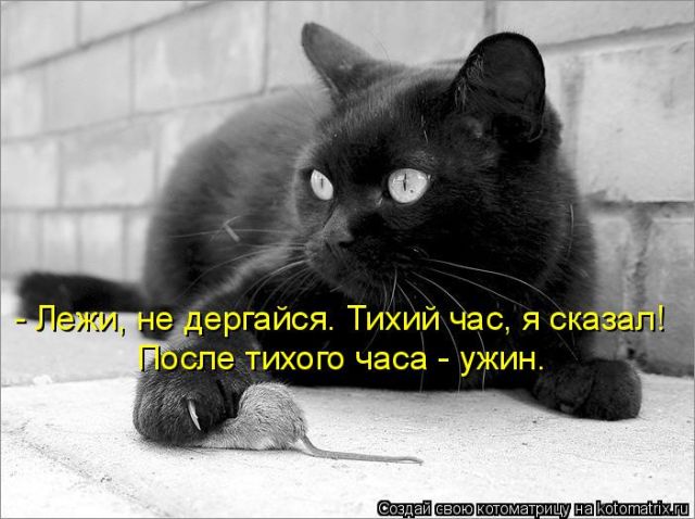 Лучшие котоматрицы недели