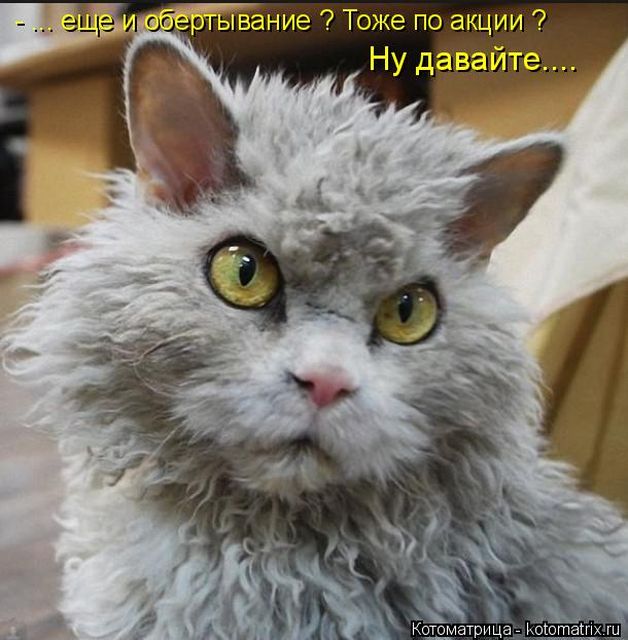 Лучшие котоматрицы недели