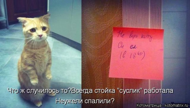 Лучшие котоматрицы недели