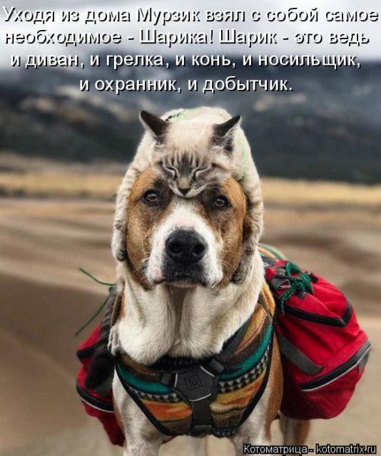 Лучшие котоматрицы недели