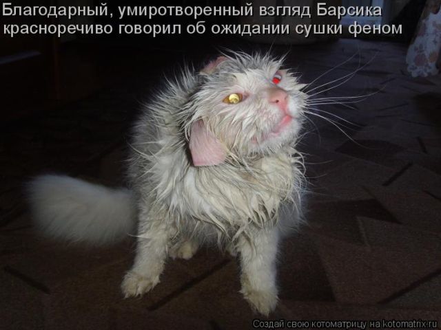 Лучшие котоматрицы недели