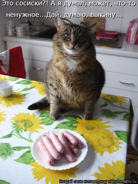 Лучшие котоматрицы недели