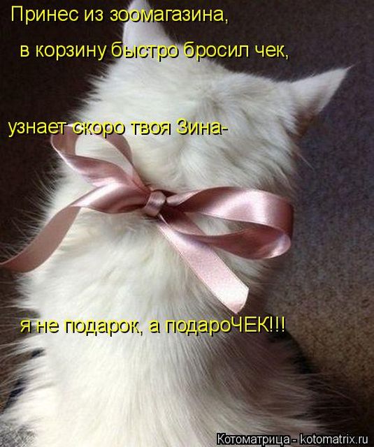 Лучшие котоматрицы недели