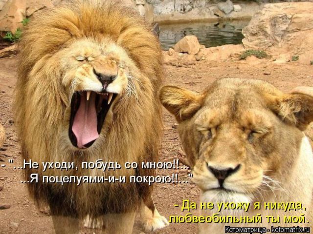 Лучшие котоматрицы недели