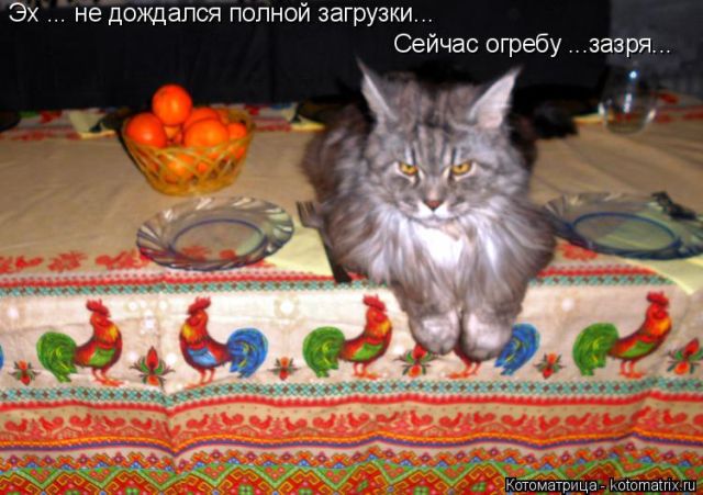 Лучшие котоматрицы недели