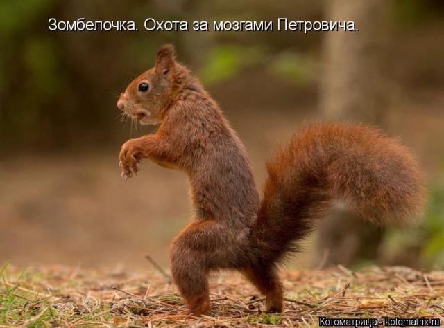 Лучшие котоматрицы недели