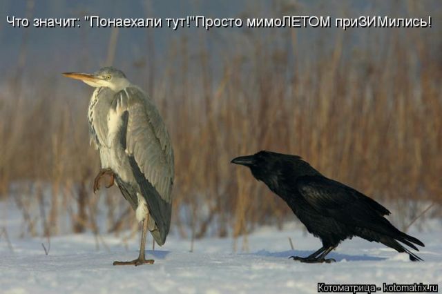 Лучшие котоматрицы недели