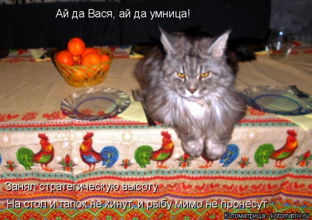 Лучшие котоматрицы недели