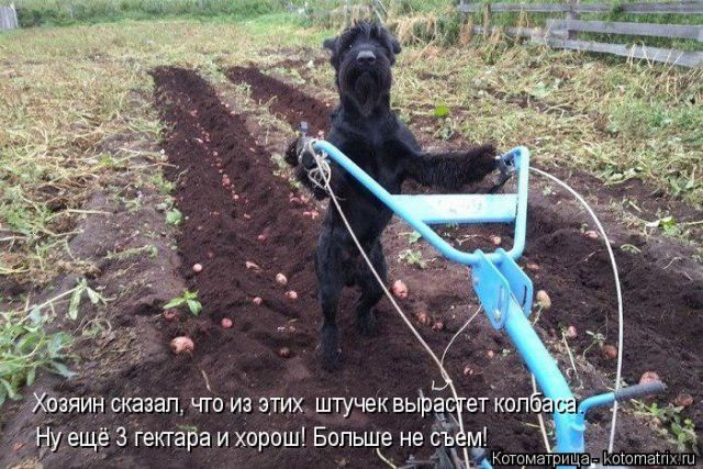 Лучшие котоматрицы недели