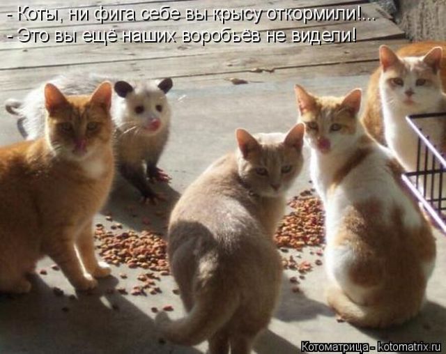 Лучшие котоматрицы недели