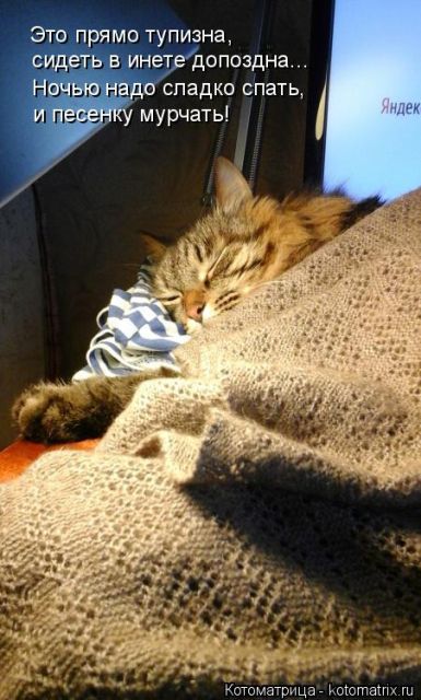 Лучшие котоматрицы недели