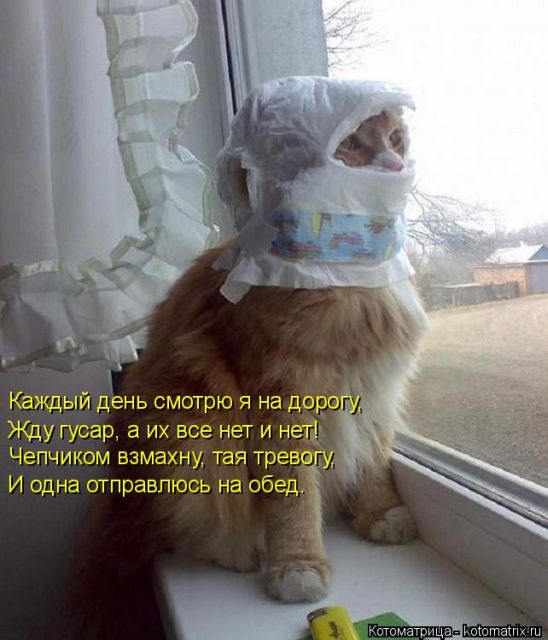 Лучшие котоматрицы недели