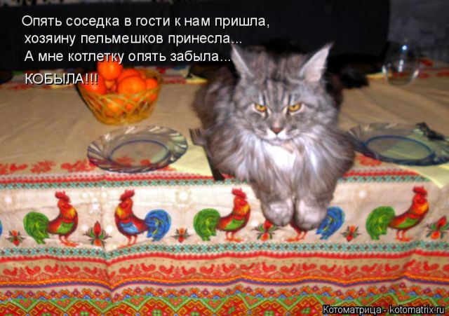 Лучшие котоматрицы недели