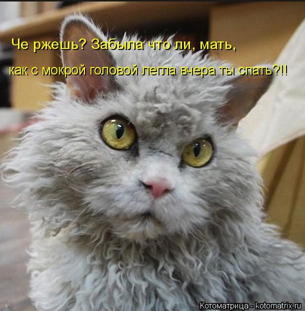 Лучшие котоматрицы недели