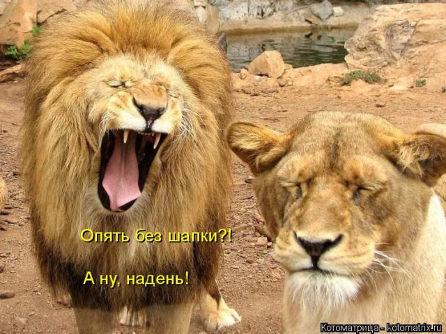 Лучшие котоматрицы недели