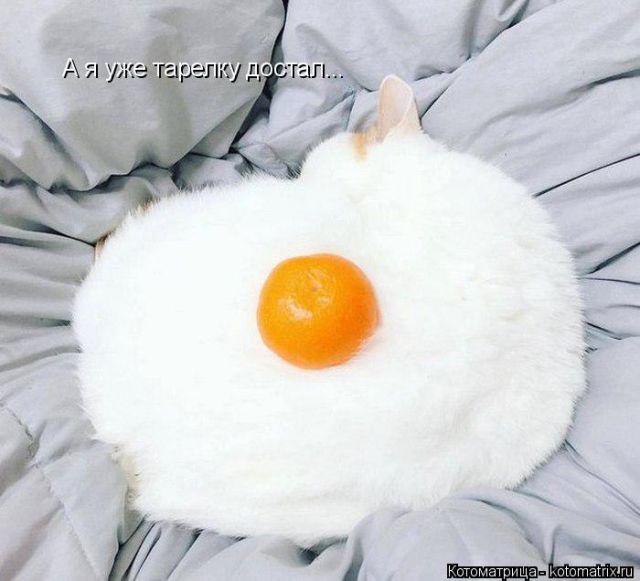 Лучшие котоматрицы недели