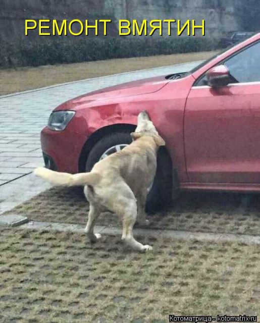 Лучшие котоматрицы недели